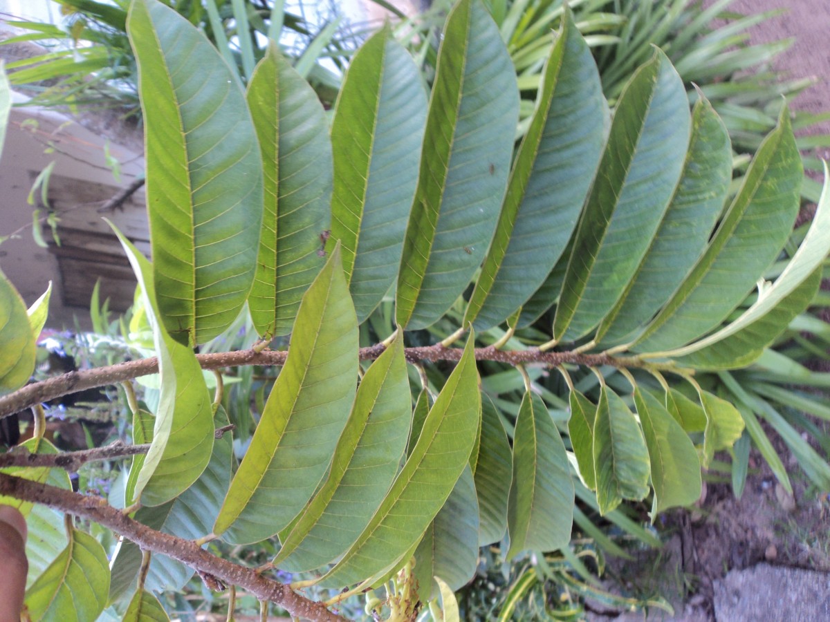 Annona reticulata L.
